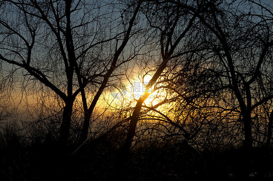 树丛树树木公园植被桦木太阳树叶森林日落环境日光图片