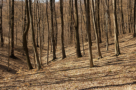 森林风景丘陵树木棕色植物愁云农村国家叶子场景图片