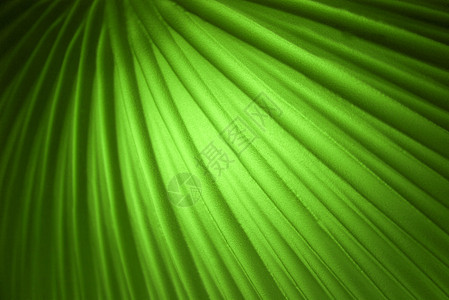 绿色背景坡度风格艺术品装饰辉光艺术曲线天鹅绒布料线条图片