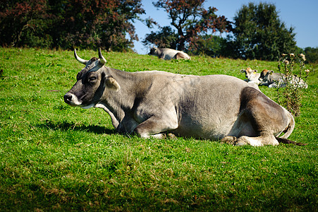 瑞士养牛业图片