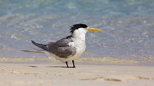 赤骨三月波峰燕鸥野生动物海岸海洋羽毛鸟类动物海滩凤头图片