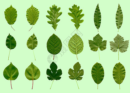树叶拼贴绿色植物榛子植被叶子核桃白色橡木图片