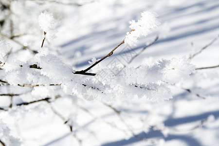 雪雪中的树枝背景图片