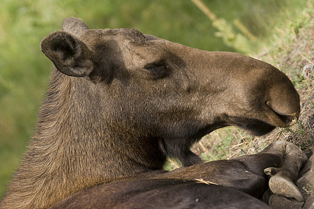 驼鹿黑色绿色麋鹿野生动物毛皮耳朵棕色图片