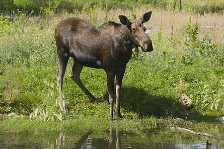 驼鹿麋鹿野生动物毛皮棕色绿色耳朵黑色图片
