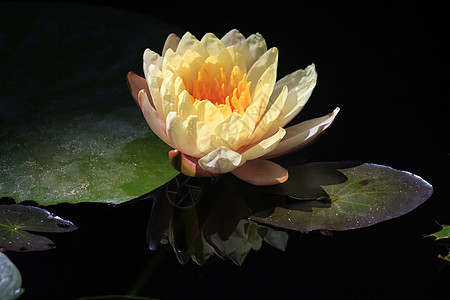 热带花卉植物学美丽百合植物花瓣植物群池塘漂浮粉色绿色图片