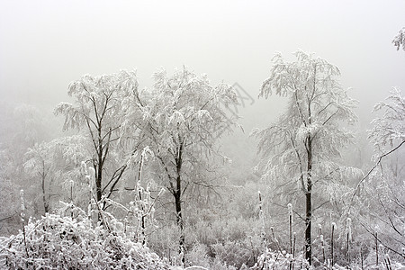 冬天冻结天气农村生活寒意冻伤雾凇树木薄雾树叶图片
