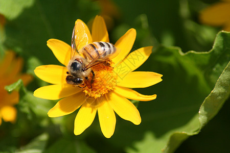 花朵上的蜜蜂雏菊黄色植物昆虫翅膀图片