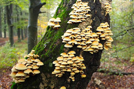 树上的蘑菇植物群荒野丛林宏观季节树干叶子团体环境树木图片