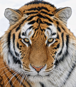 老虎哺乳动物毛皮动物鼻子橙子捕食者条纹野生动物图片