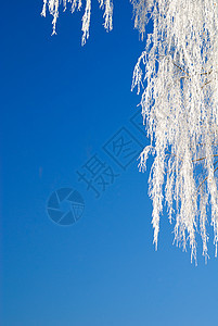 霜天空季节冻结白色木头图片