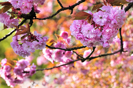 樱花花花园玫瑰樱花植物粉色水果图片