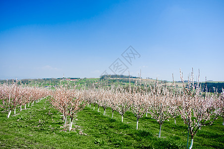 樱桃树花树木水平蓝色团体草地场地天空图片
