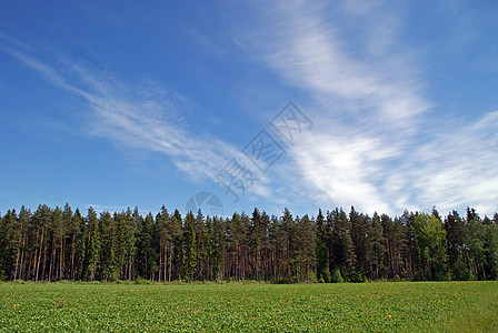 实地 森林和天空景观图片