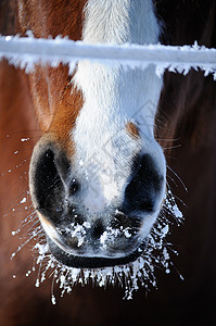冰冻的马鼻图片