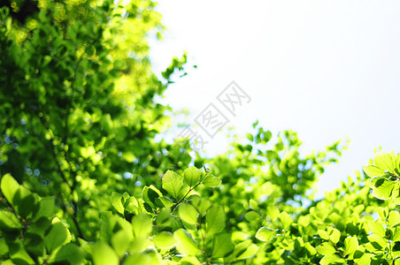树叶和复制空间框架森林植物公园生态背景环境晴天绿色太阳图片