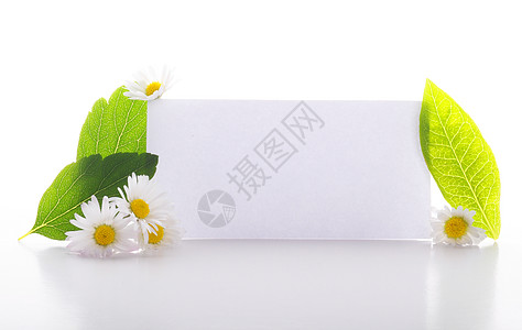 纸页页公告树叶空白绿色笔记纸和平横幅提示器环境生态背景图片