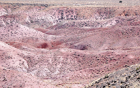 石化森林景观岩石红色沙漠背景图片