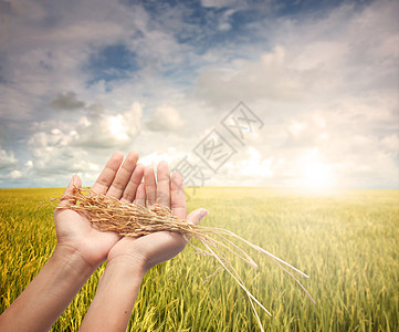 手握着收获的麦田食物农田环境晴天孤独农民草地稻田太阳热带图片
