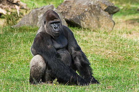 大猩猩银背放松灵长类动物人猿领导者濒危哺乳动物男性野生动物丛林思维图片