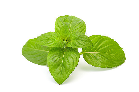白上孤立的薄荷叶叶味道食物白色蔬菜草本香料植物工作室绿色药品图片