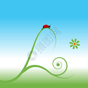 春底Ladybug 弹簧背景天空甲虫叶子植物艺术甘菊草本植物瓢虫草地季节图片