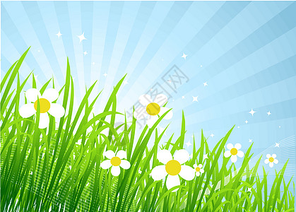 春草地美丽刀刃家庭天空杂草甘菊场地插图雏菊生活植物图片