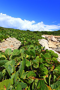 Guanica保留地波多黎各树叶海洋积雨森林生态旅游爬坡岩石植被天堂热带图片