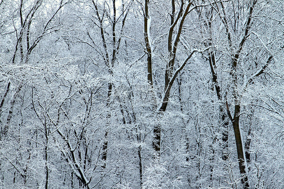 冬季奇幻乐园  伊利诺斯州岩石林地暴风雪公园仙境土地森林旅行降雪植被图片