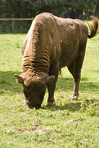 欧洲 Bison牛角尾巴野生动物哺乳动物身体动物棕色红利抛光苍蝇图片