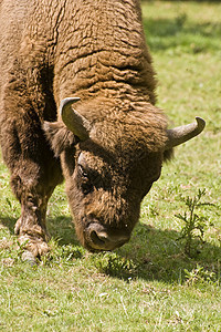 欧洲 Bison野生动物身体动物苍蝇绿色红利男性哺乳动物棕色牛角背景图片