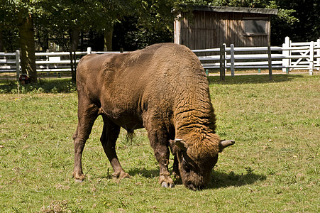 欧洲 Bison牛角绿色棕色抛光野生动物红利男性苍蝇尾巴动物背景图片