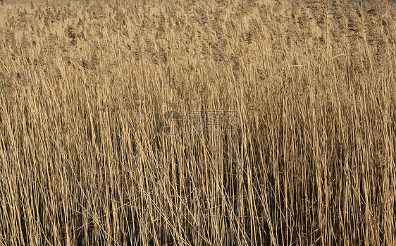 海上Reeds图片