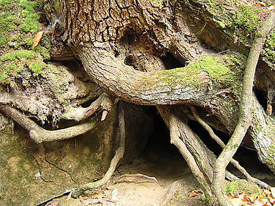 树根树干荒野木材树木森林石头林地岩石木头植物图片