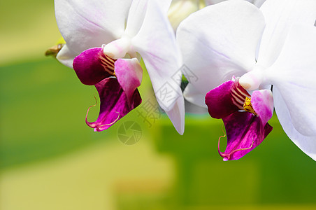 粉色康乃馨花束兰花白色绿色热带花束植物学花瓣情调植物异国礼物背景