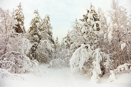 雪中冰冻的北边树林图片