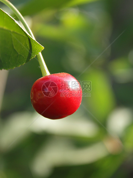 花园里的红成熟樱桃图片