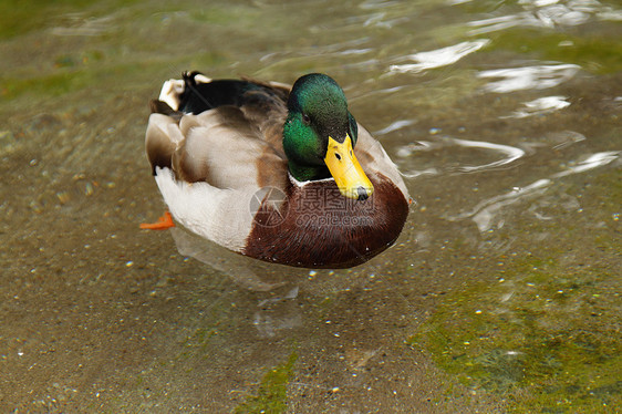 鸭子羽毛男性池塘绿色荒野棕色公园野生动物图片