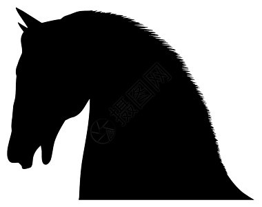 马头插图马术动物白色黑色哺乳动物背景图片