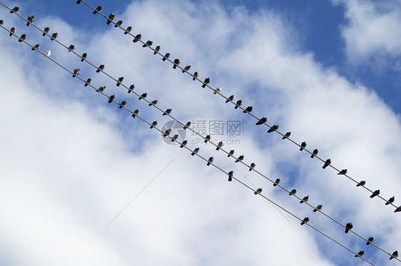 电线上的鸟团体环境白色电气动物群对角线天空黑色鸟类荒野图片