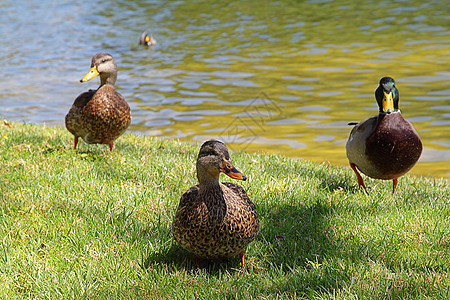池塘附近的三只鸭子图片