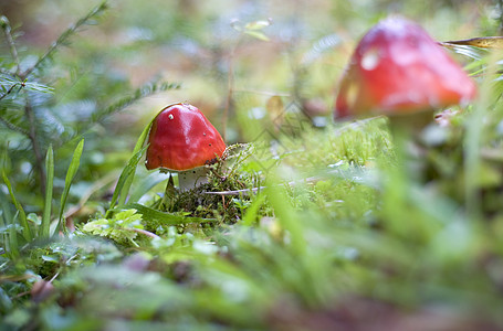 阿曼塔药品毒菌森林魔法侏儒苔藓荒野生物学地面季节图片