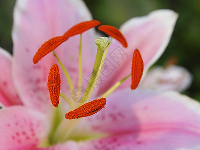 粉色 Lily 闭合植物花瓣白色绿色花粉宏观植物群雌蕊百合叶子图片