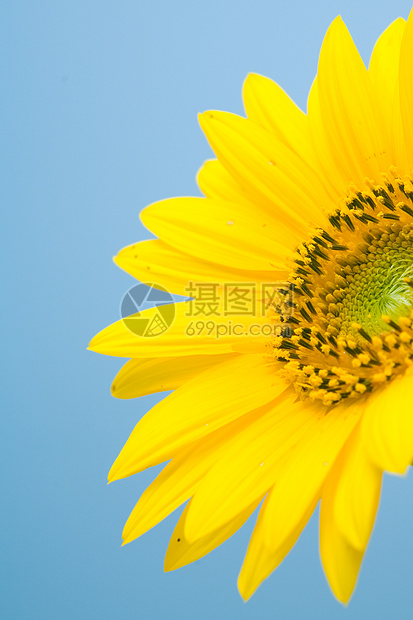 向日葵花花朵生活时期花瓣黄色植物群精力快乐植物图片