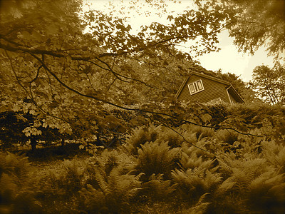 树林中的房子红色树木荒野图片