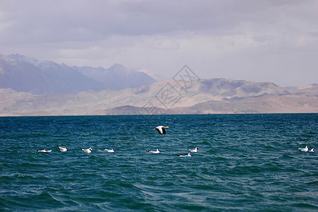 湖中海鸟图片