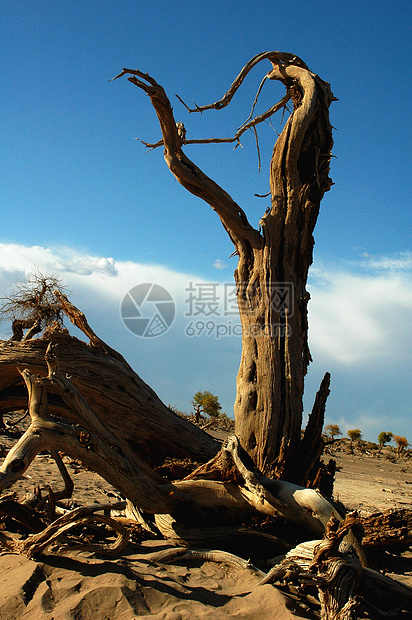 沙漠中枯树植物死亡树木干旱孤独腐烂衰变天空旅游荒野图片