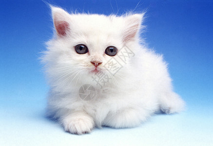 白小白猫家畜小猫白色拍摄影棚宠物猫科动物背景图片