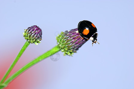 立体虫绿色瓢虫昆虫斑点紫色小动物飞行图片