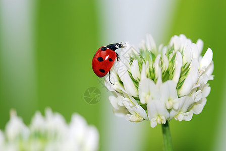 立体虫红色白色绿色昆虫瓢虫斑点小动物飞行图片